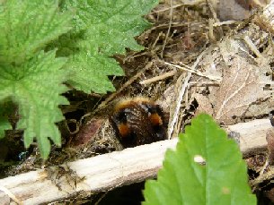 Bumblebee crawling on the ground